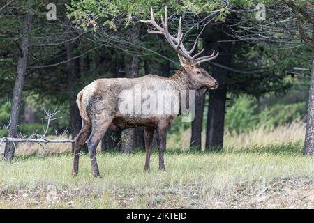 The male elk, Cervus canadensis, also known as the wapiti. Canadian nature. Stock Photo