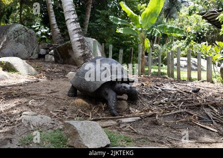 A closeup of the Asian forest tortoise, Manouria emys. Stock Photo