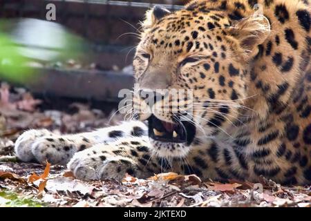 A close up of a leopard Stock Photo