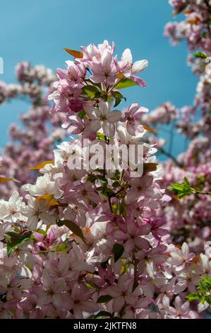 The cherry blossoms in spring Stock Photo