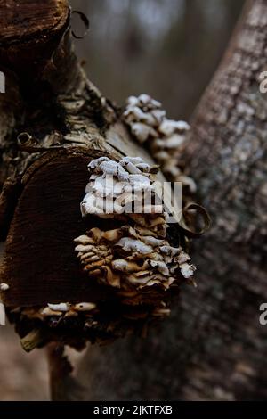 A vertical shot of Mushrooms growing on a mossy tree in a forest Stock ...