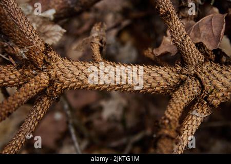A closeup shot of a spruce growing in the forest Stock Photo