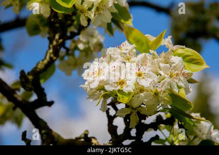 Close-up of flowering Pyrus pyrifolia branches. Also known as under common names Apple Pear Asian Pear Chinese Pear Chinese Sand Pear. Selective focus Stock Photo