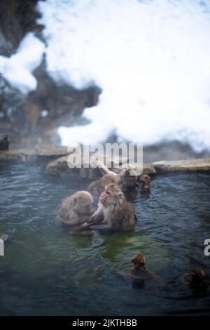 A vertical shot of monkeys swimming in a lake Stock Photo