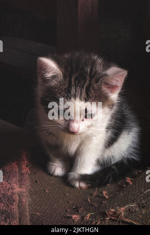 cut little cat is looking on the ground Stock Photo