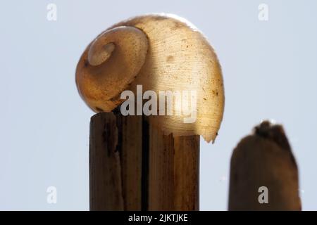 a close up of translucent empty snail shell against cloudless sunny sky - mibu Stock Photo