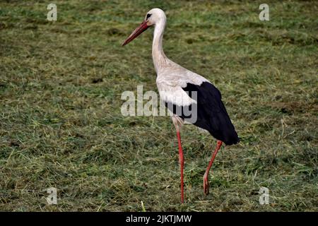 A close-up shot of a white stork on the green grass Stock Photo