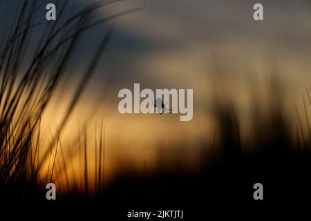 Silhouette of spider on web against sunset Stock Photo - Alamy