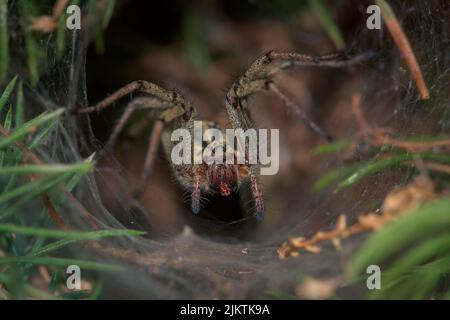 A close up shot of a Agelena labyrinthica surrounded with webs on a grass Stock Photo