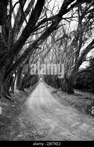 A grayscale view of a path in a forest Stock Photo - Alamy