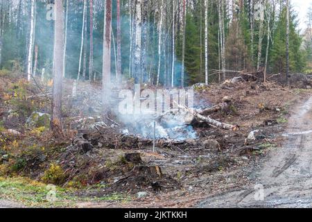 Smoke development after trees have been burned down in the forest Stock Photo