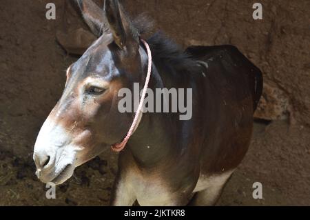 A closeup shot of a Balearic donkey standing on a farm on a sunny day with a mud wall in the background Stock Photo