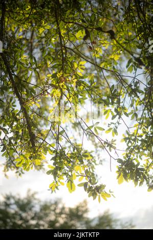 A vetical shot of a Green Leaves on Tree branch on a blurry background Stock Photo