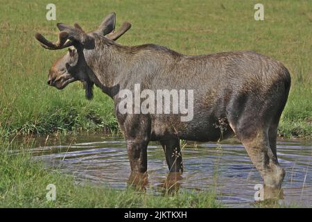 A beautiful shot of an Alaska moose crossing a small lake to green grass in a park on a sunny day Stock Photo
