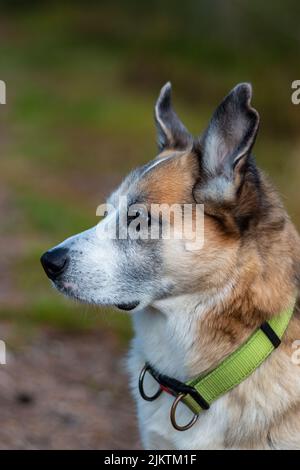 Portrait of an Alaskan Husky mixed breed Stock Photo