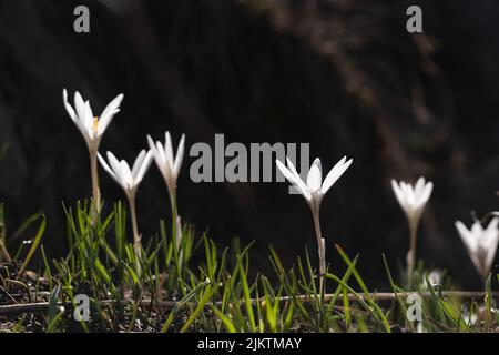 A closeup of Colchicum cupanii, known as the Mediterranean meadow saffron. Stock Photo