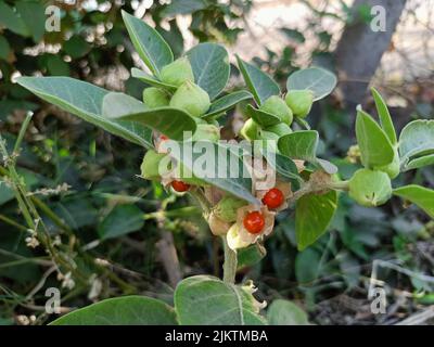 Ashwagandha green plants growing in garden. Withania somnifera Leaves. Indian ginseng, poison gooseberry, or winter cherry. Ayurvedic Medicinal p Stock Photo