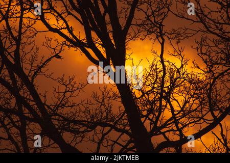 The silhouettes of tree branches against the cloudy sunset. Stock Photo