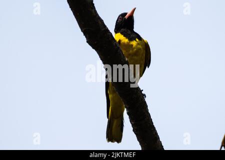 A closeup of black-headed oriole, Oriolus larvatus perched on the branch. Stock Photo