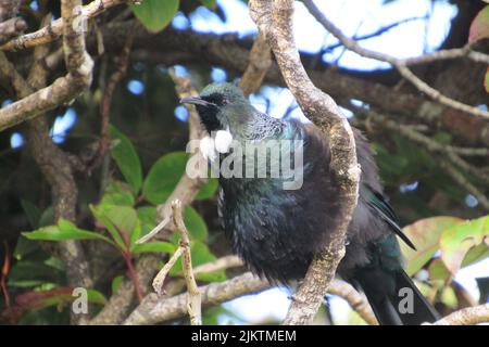 A closeup of the tui perched on the branch. Prosthemadera novaeseelandiae. Stock Photo