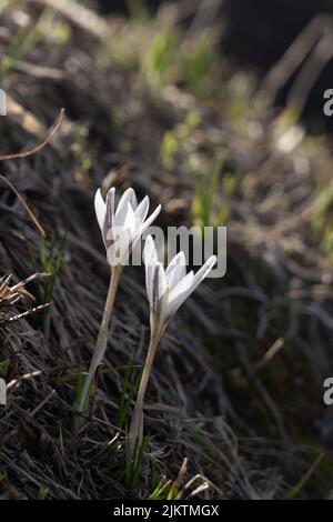 A vertical closeup of Colchicum cupanii, known as the Mediterranean meadow saffron. Stock Photo