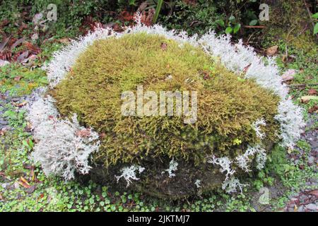 A closeup of Thuja occidentalis 'Golden Tuffet' with white foliage on the sides. Stock Photo