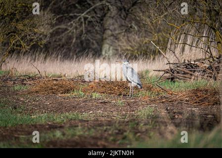 Watchful gray heron on the shore waiting for an opportunity to hunt Stock Photo