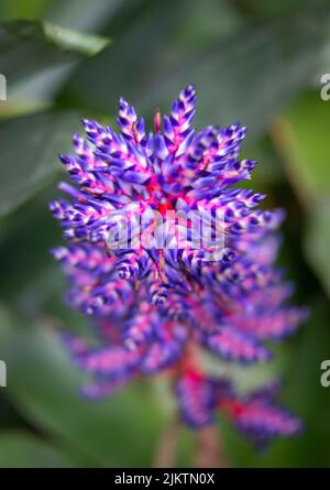 A vertical macro view of purple and pink Aechmea flower against the blurry green leaves Stock Photo