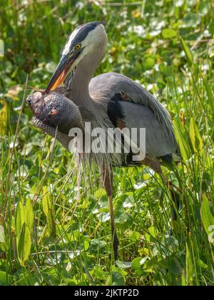 A beautiful shot of a great blue heron walking between green water plants with a fish in its beak in bright sunlight with blurred background Stock Photo