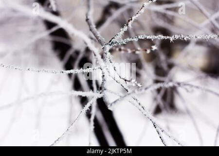 Tree branches covered with a thin layer of frost in close-up. Stock Photo