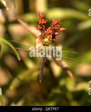 A vertical closeup of a female green darner or common green darner. Anax junius. Stock Photo