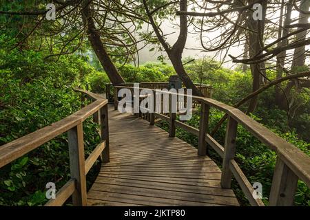 Elevated wooden walkway in an ancient forest near Tofino, Vancouver Island, British Columbia, Canada. Stock Photo