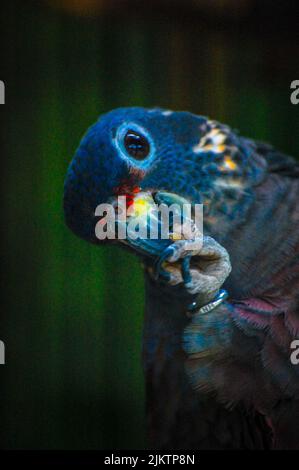 A vertical closeup of a scaly-headed parrot, Pionus maximiliani. Stock Photo