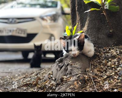 A closeup of a cute bicolor kitten on the tree root looking at the camera. Stock Photo