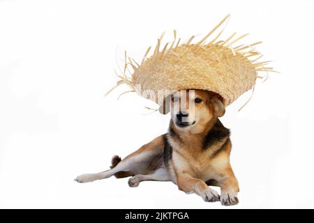 dog with straw hat dressed to celebrate the junina holidays isolated on white Stock Photo