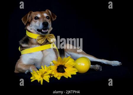 dog dressed in bow and yellow breastplate and sunflowers on black background Stock Photo