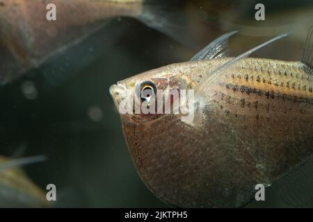 A closeup of a common hatchetfish in an aquarium Stock Photo