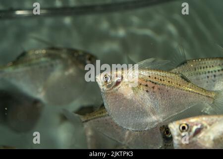 A closeup of a common hatchetfish in an aquarium Stock Photo