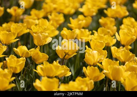 Yellow tulips in Ulsan grand Park in Ulsan, South Korea Stock Photo