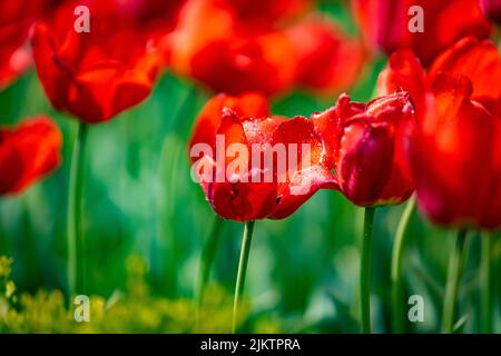 The spring flowers in Ulsan grand Park in Ulsan, South Korea Stock Photo