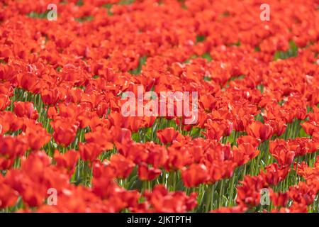 A beautiful shot of red tulips in Ulsan grand Park in Ulsan, South Korea Stock Photo