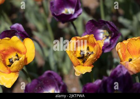 Yellow anf purple tulips in Ulsan grand Park in Ulsan, South Korea Stock Photo