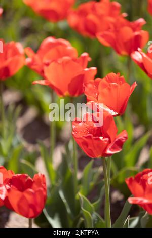 A vertical shot of red tulips in Ulsan grand Park in Ulsan, South Korea Stock Photo