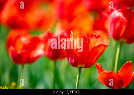 The spring flowers in Ulsan grand Park in Ulsan, South Korea Stock Photo