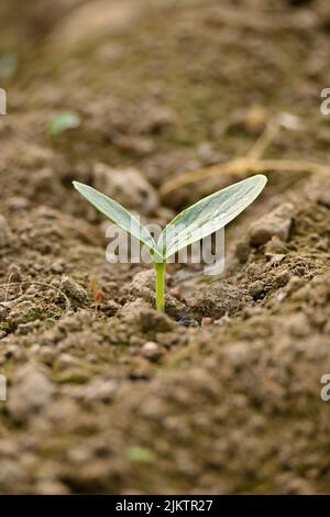 closeup the ripe green round gourd vine plant seedling and soil heap in the farm soft focus natural green brown background. Stock Photo