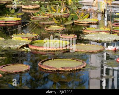 A closeup shot of lily pads floating on a swamp Stock Photo