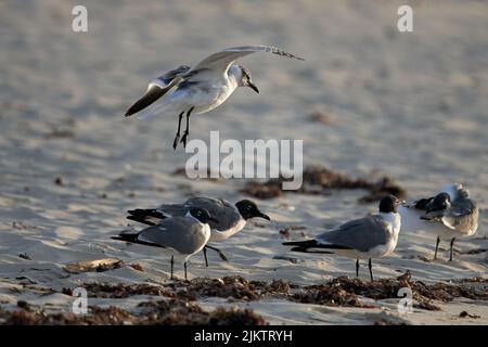 A close-up shot of beautiful seagulls bird on the beach Stock Photo