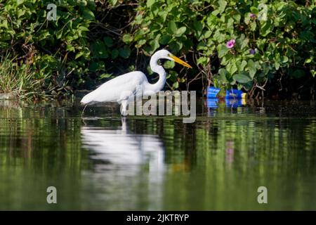 A selective focus shot of a great egret white bird in the pond water surrounded by plants Stock Photo