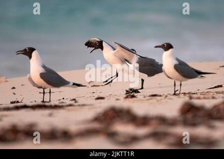 A close-up shot of black and white gulls on the beach Stock Photo