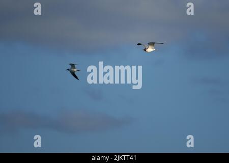 A beautiful view of two black and white gulls flying  in a blue sky Stock Photo